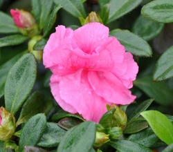 Azalea Mary Elizabeth — photo 3